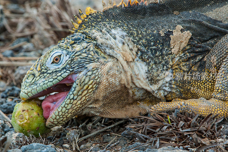 Galápagos陆地鬣蜥(Conolophus subcristatus)是鬣蜥科中一种非常大的蜥蜴。南广场岛，厄瓜多尔。加拉帕戈斯群岛国家公园。吃东西。